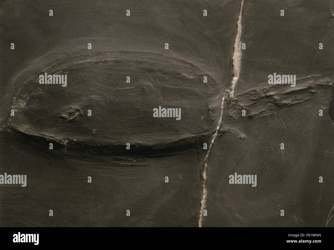 Crustacea, Fillocaride Nahecaris - Devonian, close-up Stock Photo