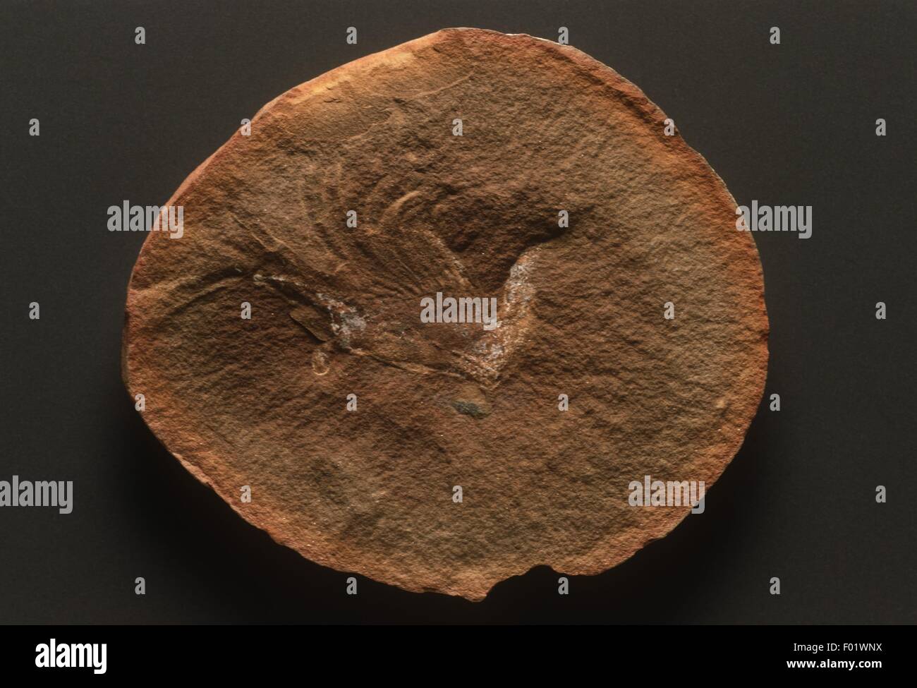 Crustacea, Kallidectes richardsoni - Carboniferous, close-up Stock Photo