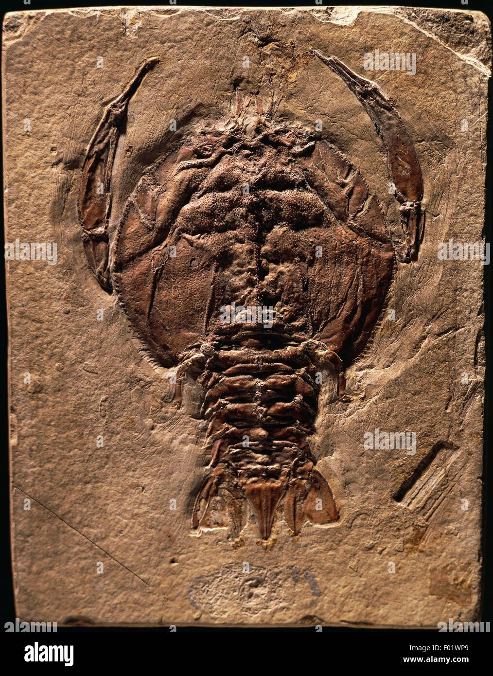 Cycleryon propinquus fossils, Crustacea, Late Jurassic. Stock Photo