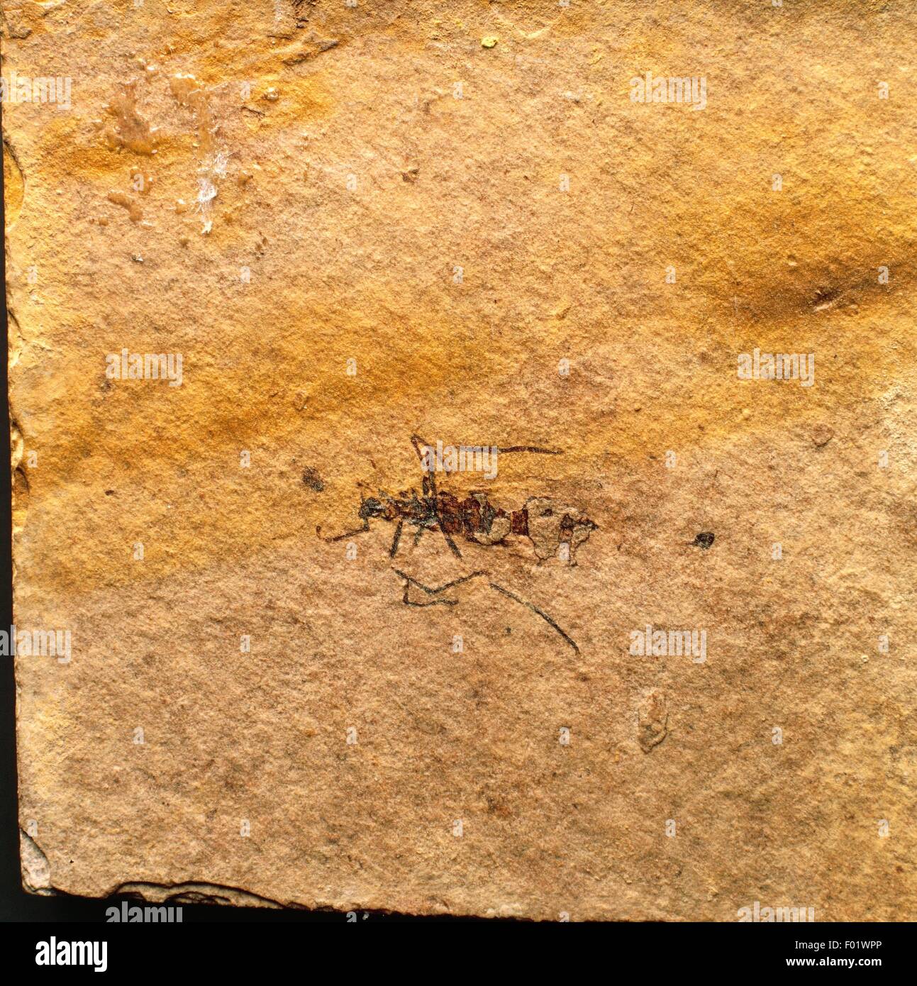 Fossils - Protostomia - Arthropoda - Insects - Insect - Miocene. Stock Photo