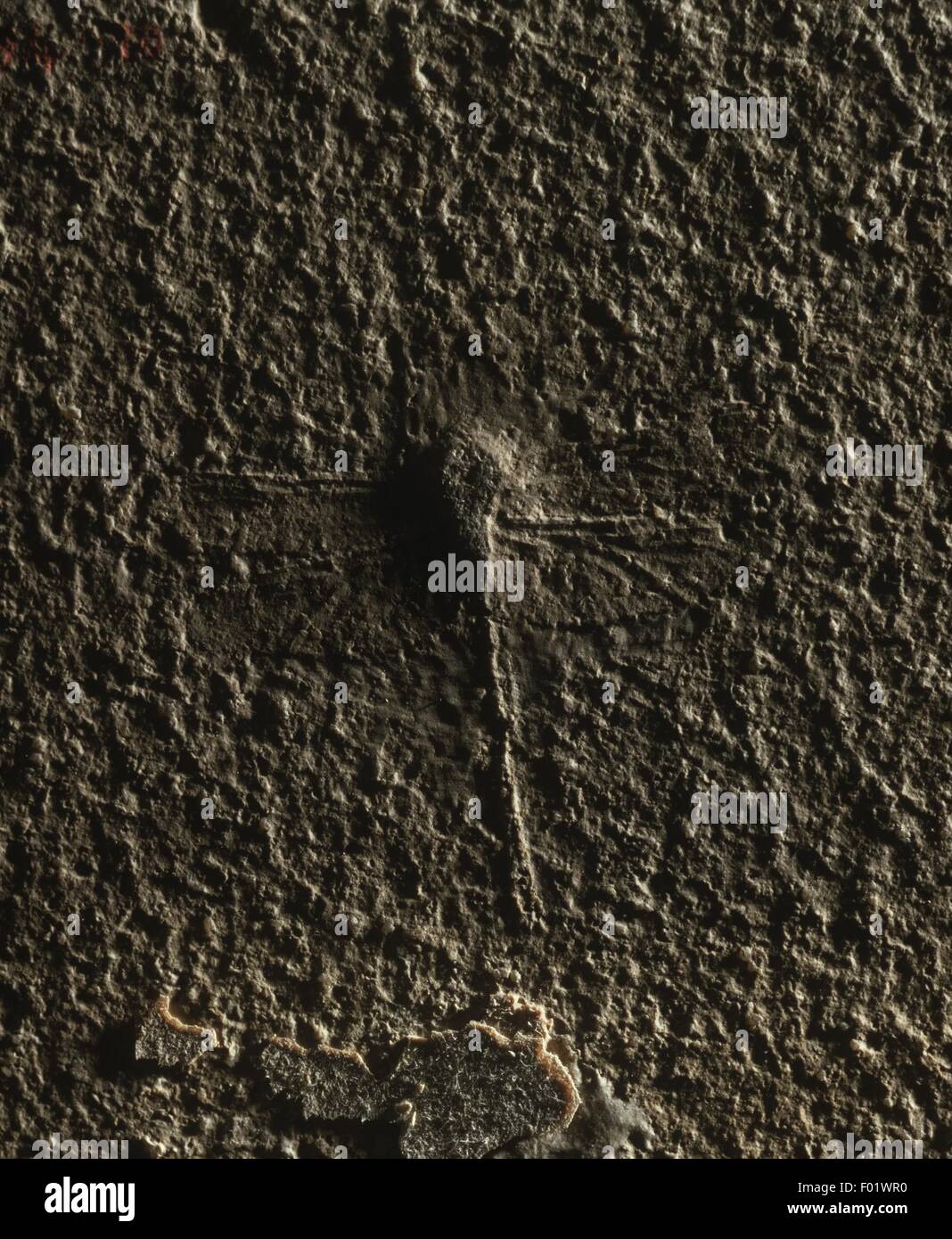 Insects - Nannogomphus - Jurassic, close-up Stock Photo - Alamy