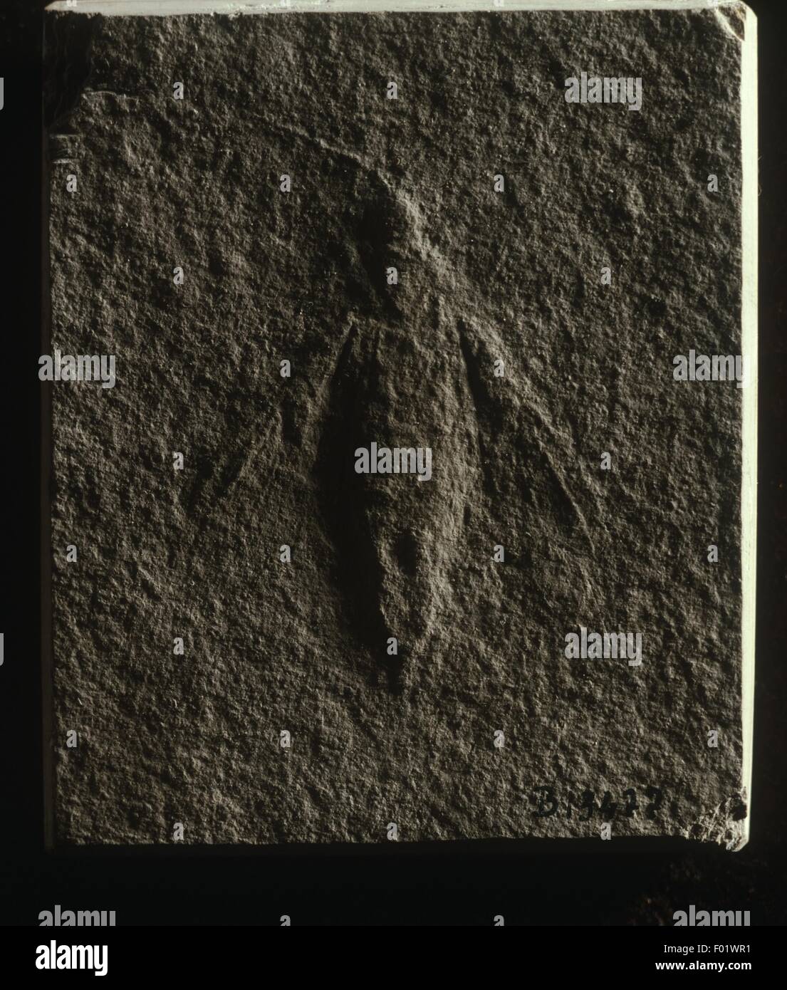 Insects - Mesobelostomum - Jurassic, close-up Stock Photo - Alamy