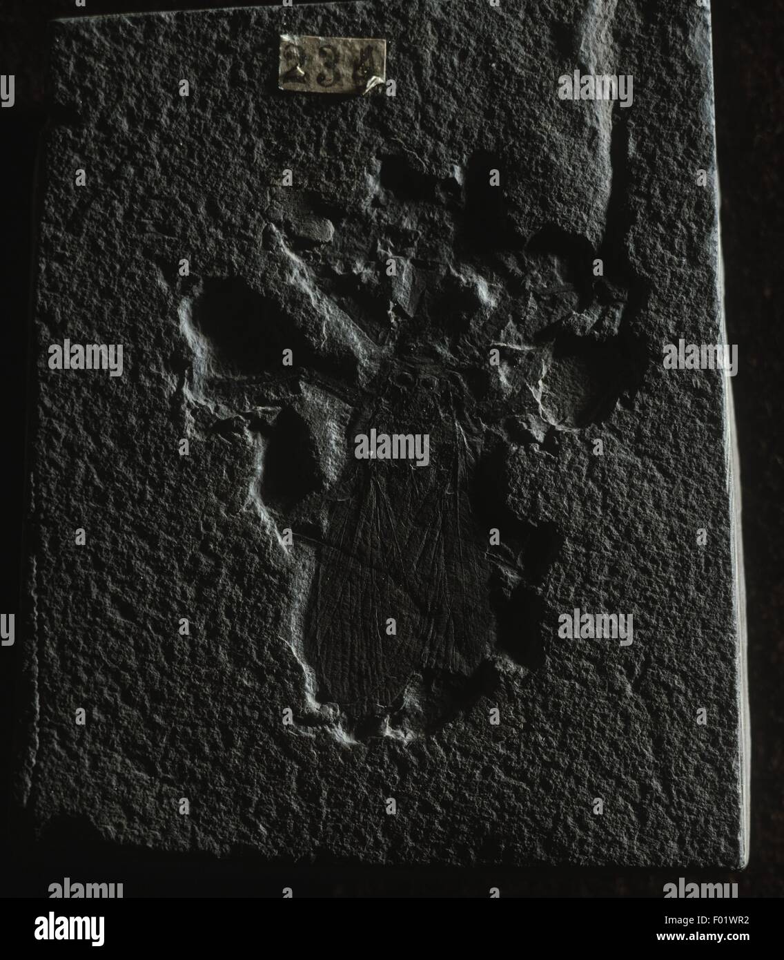 Insects - Mesobelostomum - Jurassic, close-up Stock Photo - Alamy