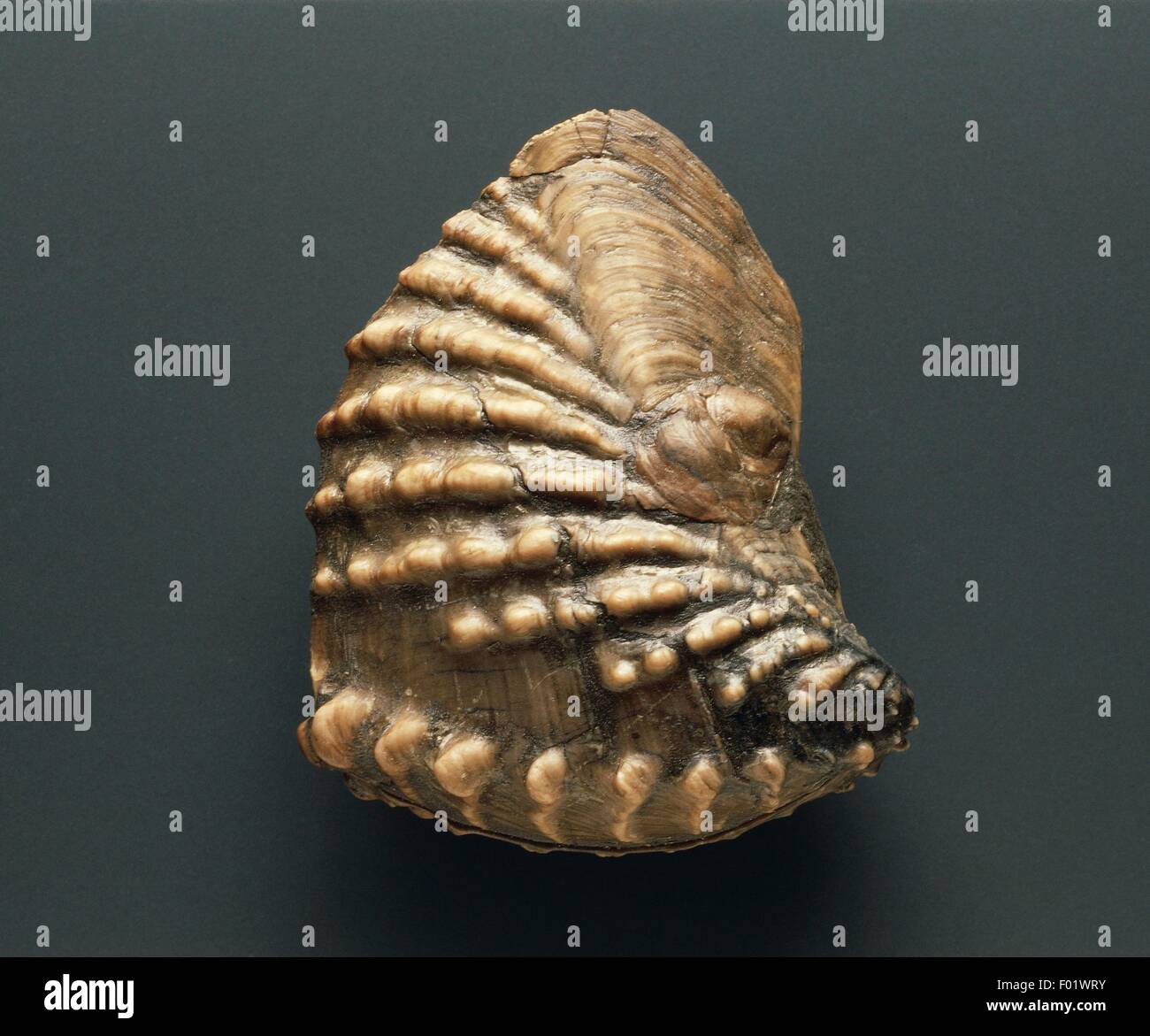 Fossils - Protostomia - Mollusca - Bivalvia - Trigonia navis - Jurassic - Germany. Stock Photo