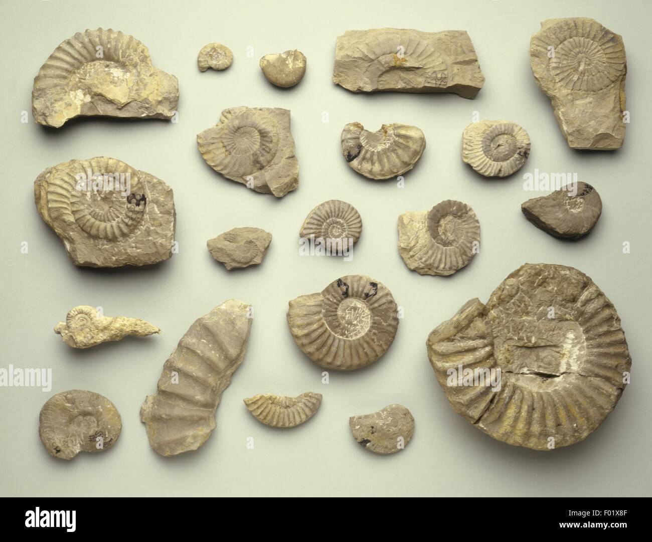 Ammonite fossils from Jurassic period Stock Photo Alamy