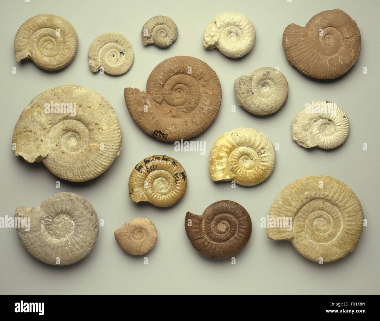 Fossils Ammonites from Early Jurassic period Stock Photo Alamy