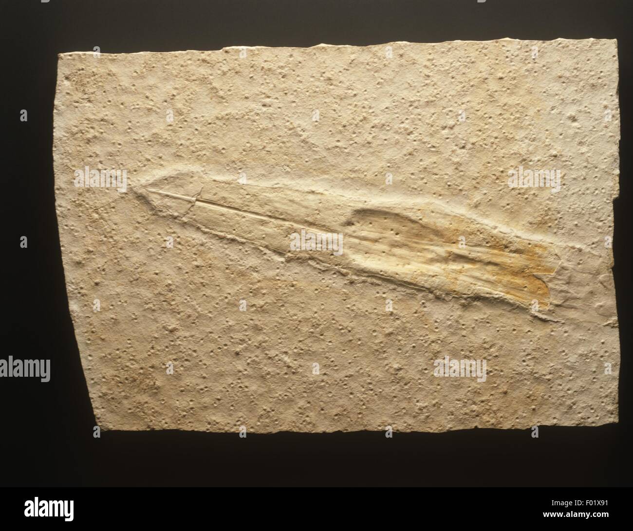 Plesioteuthis prisca fossil from Jurassic period Stock Photo Alamy