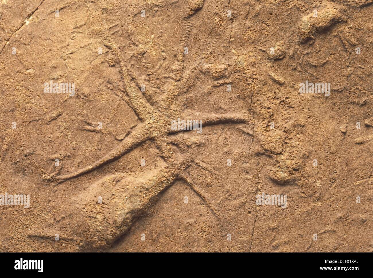 Fossils - Deuterostomia - Echinodermata - Asteroidea - Asteriacites lumbricalis - Triassic. Stock Photo