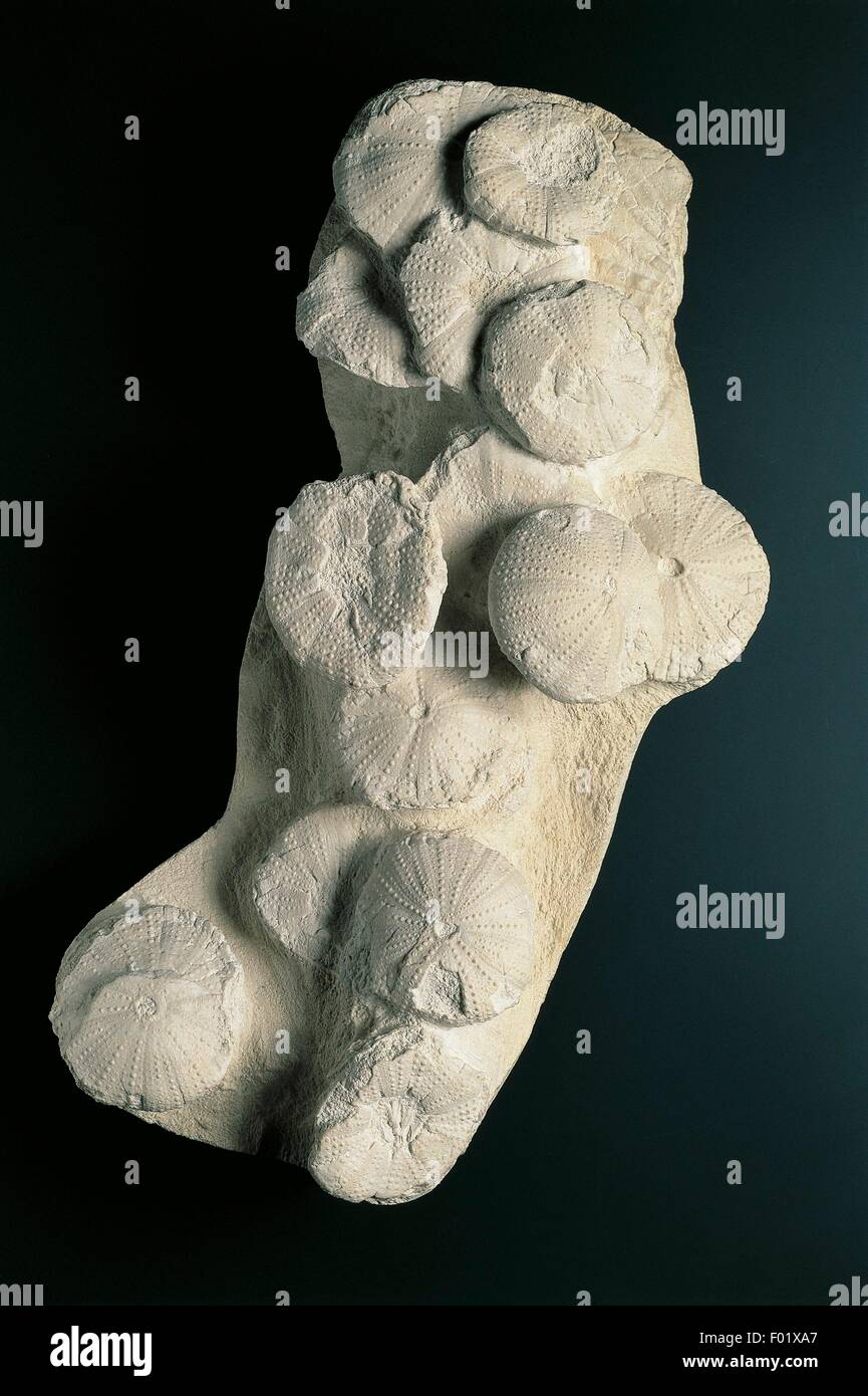 Fossils - Deuterostomia - Echinodermata - Echinoidea - Tripneustes parkinsoni - Pliocene - France Stock Photo