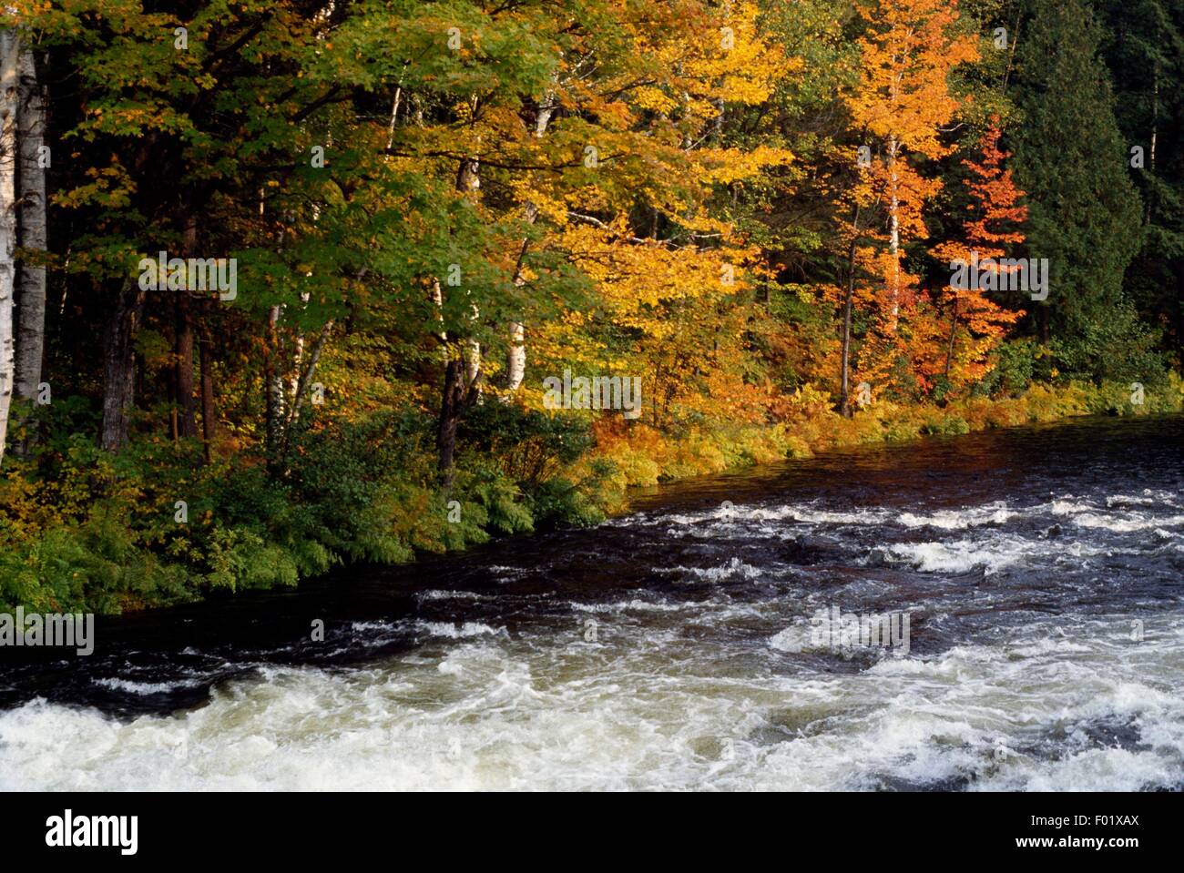 Oxtongue river provincial park hi-res stock photography and images - Alamy
