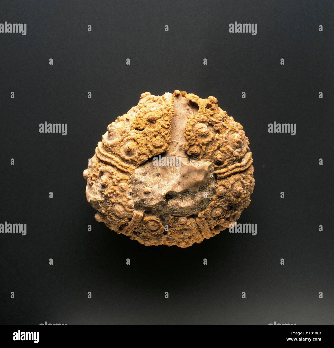 Cidaris fossil hi-res stock photography and images - Alamy Cidaris fossil hi-res stock photography and images - Alamy