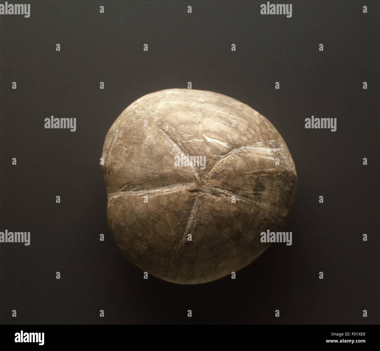 Fossils Heteraster from Cretaceous period Stock Photo Alamy