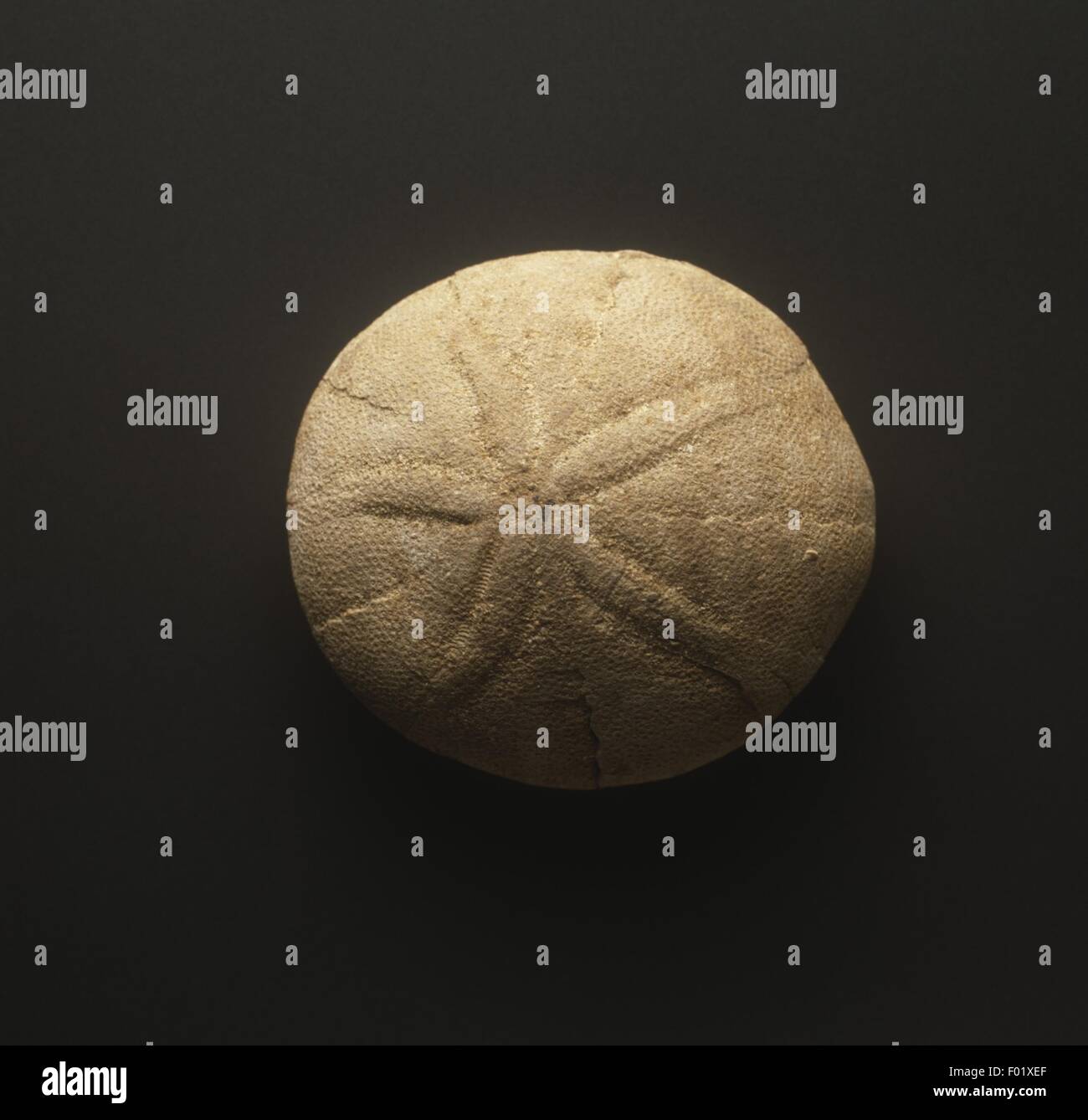 Echinolampas affinis fossil from Cenozoic period Stock Photo