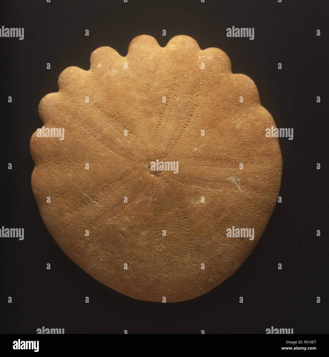 Fossils Eliophora from Cenozoic period Stock Photo Alamy