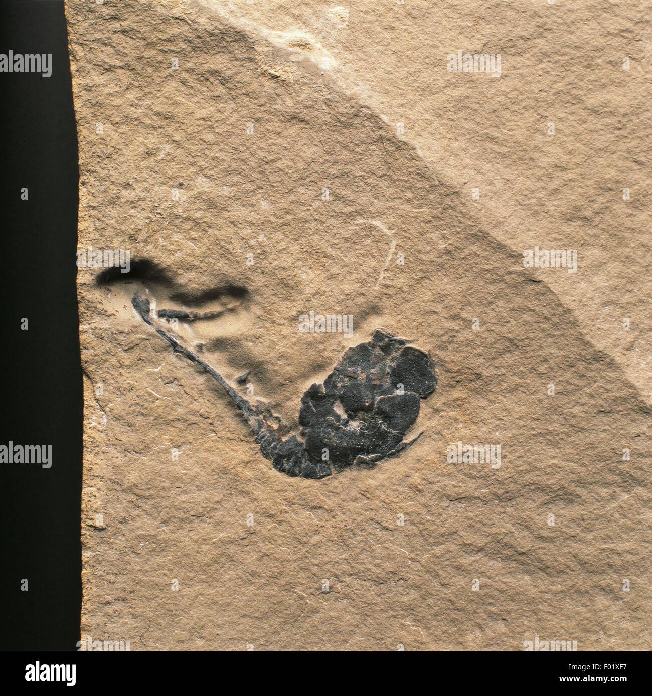 Fossils - Deuterostomia - Echinodermata - Calcichordata - Cambrian. Stock Photo