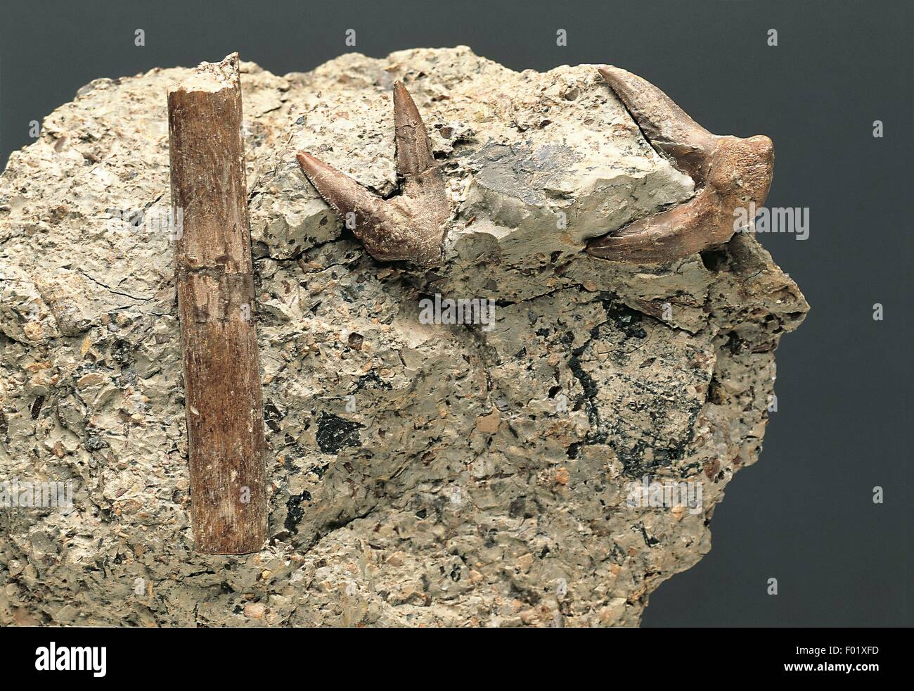 Fossils - Deuterostomia - Chordata - Chondrichthyes - Shark Xenacanthus texensis - Permian. Stock Photo