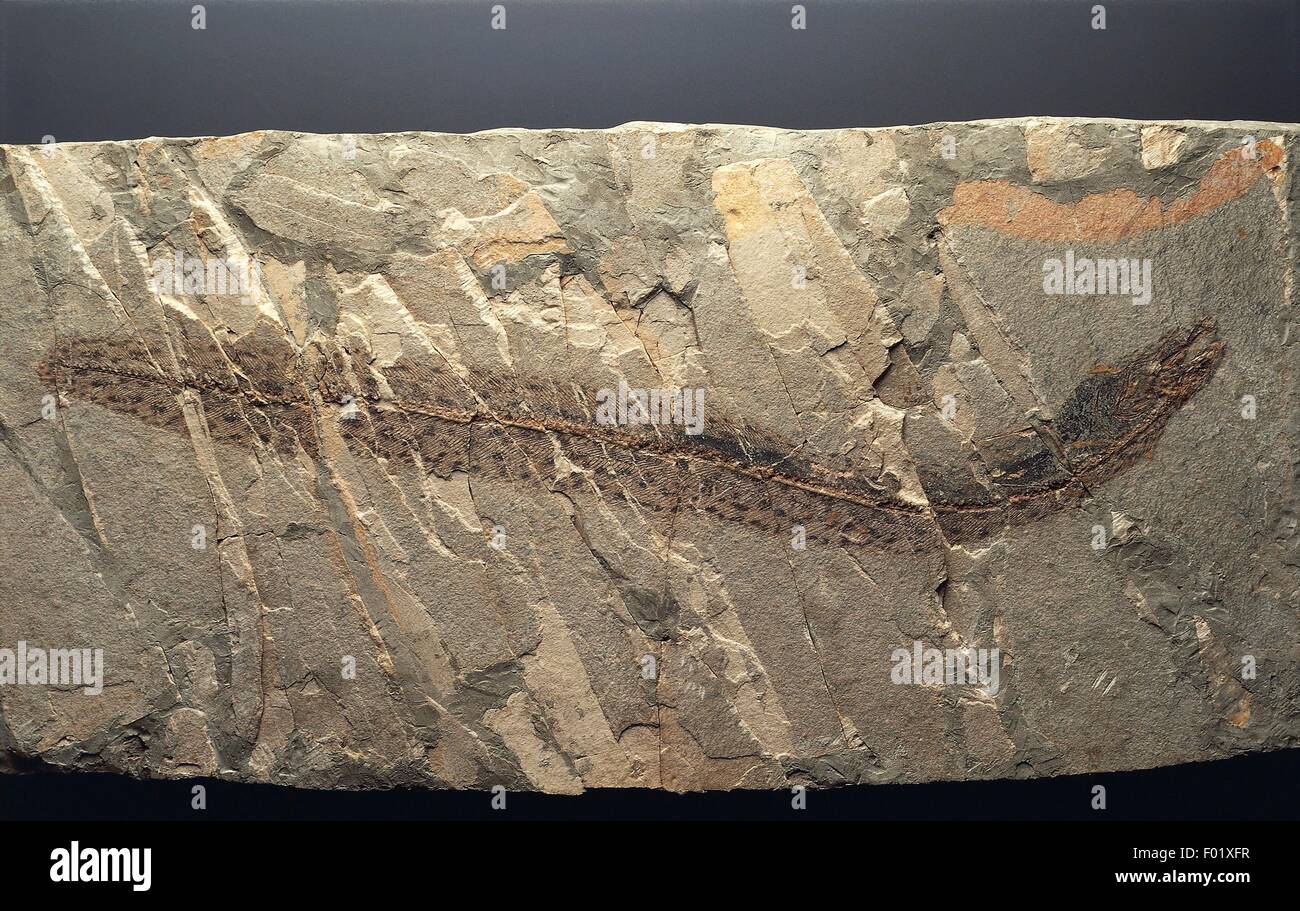 Fossils - Deuterostomia - Chordata - Actinopterygii - Eel Paranguilla tigrina - Eocene - Europe. Stock Photo