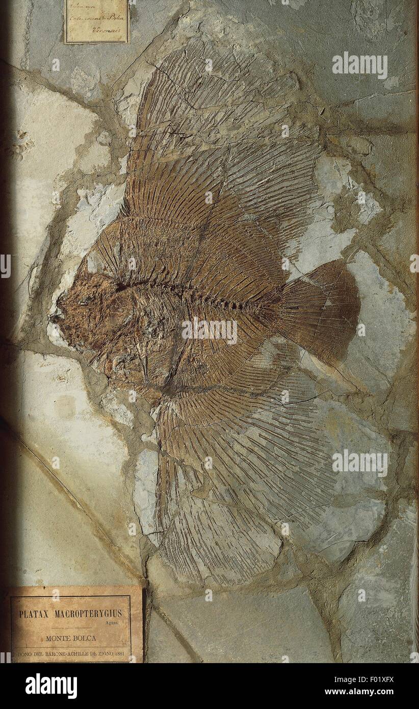 Fossils - Deuterostomia - Chordata - Actinopterygii - Eoplatax macropterygius - Eocene - Europe. Stock Photo