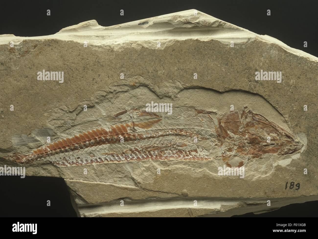 Fossils Fossilized fish from Cretaceous period Stock Photo Alamy