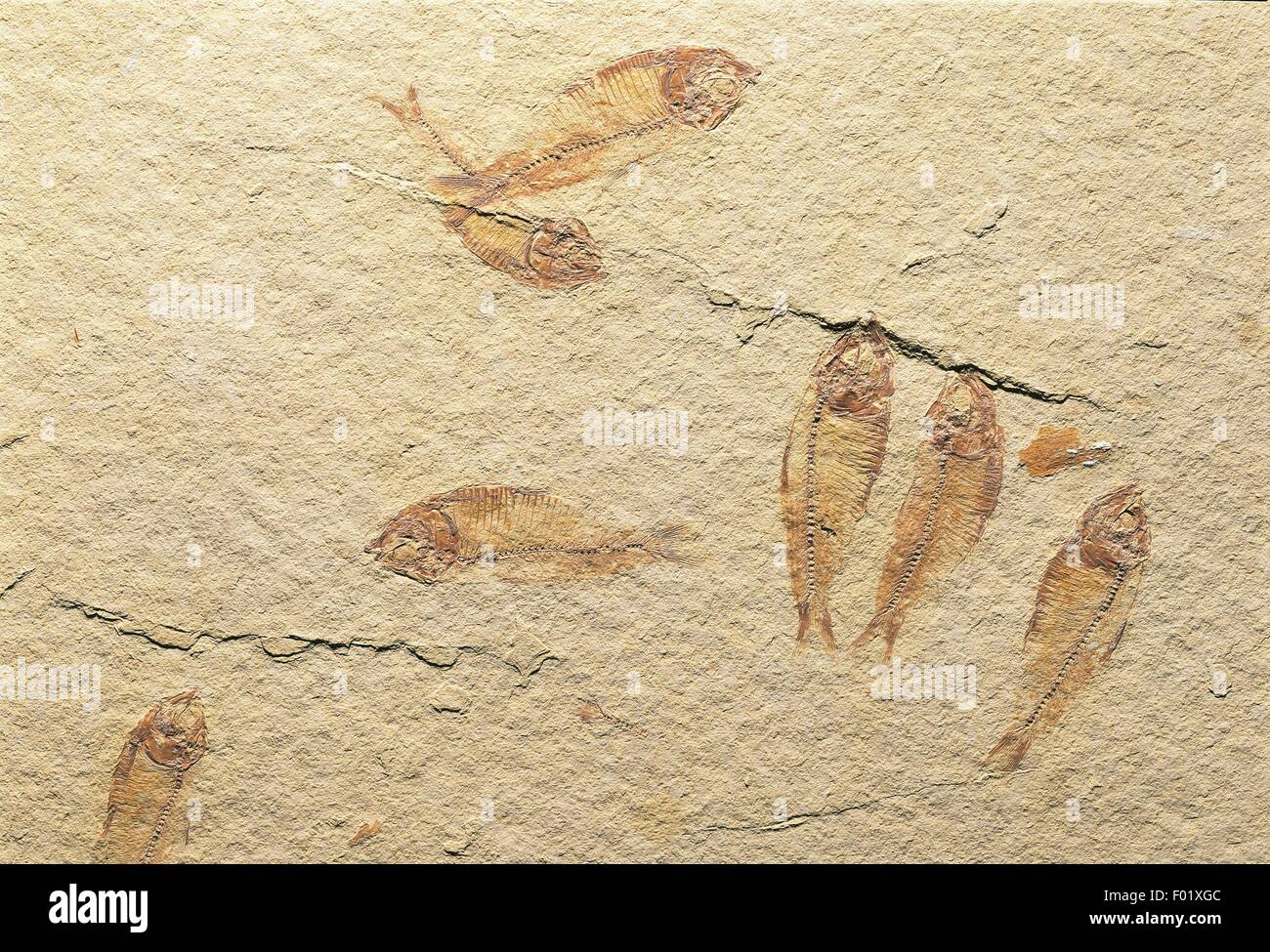 Fossils - Deuterostomia - Chordata - Actinopterygii - Knightia - Eocene - United States of America. Stock Photo