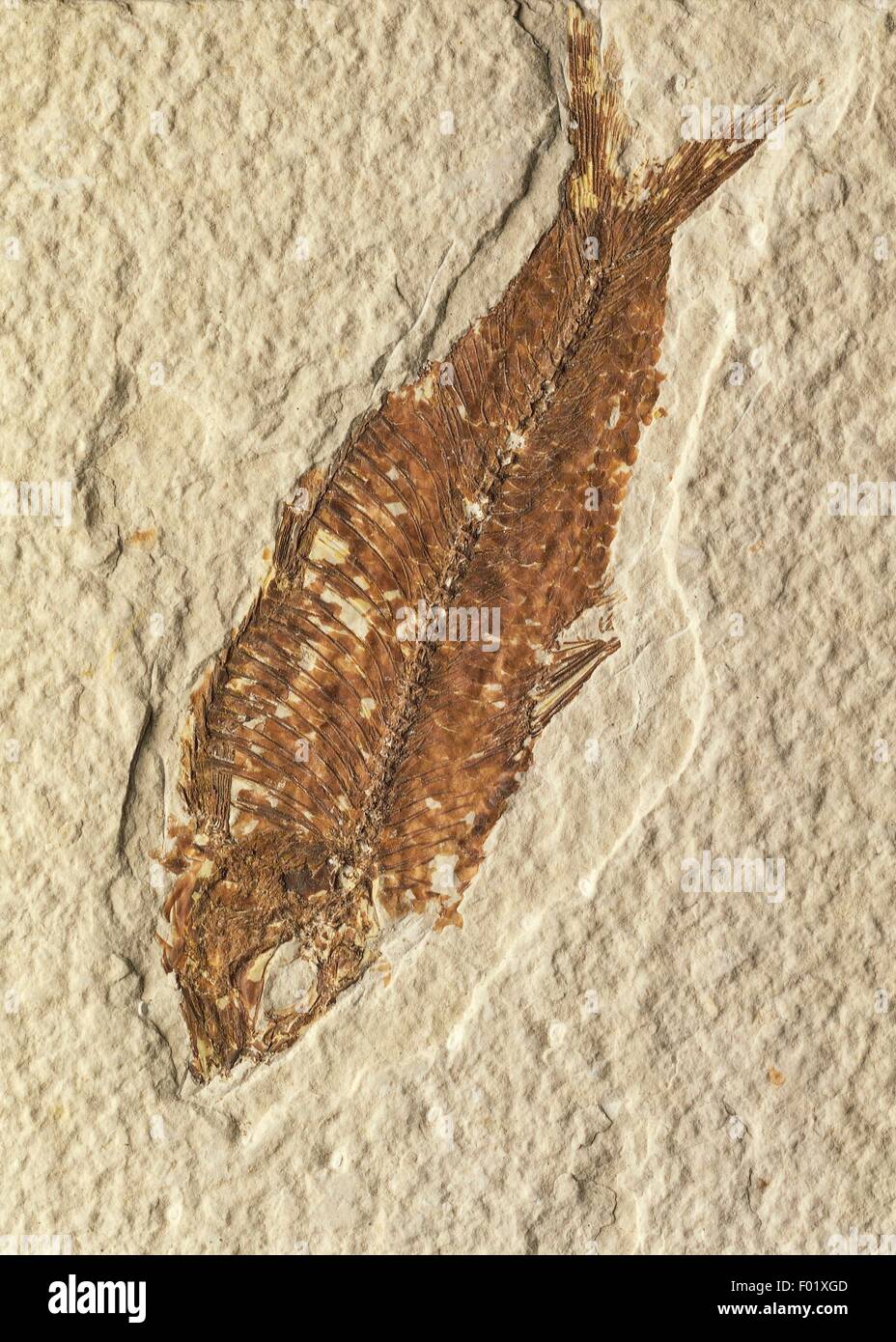 Fossils - Deuterostomia - Chordata - Actinopterygii - Mioplosus labracoides - Eocene - United States of America. Stock Photo