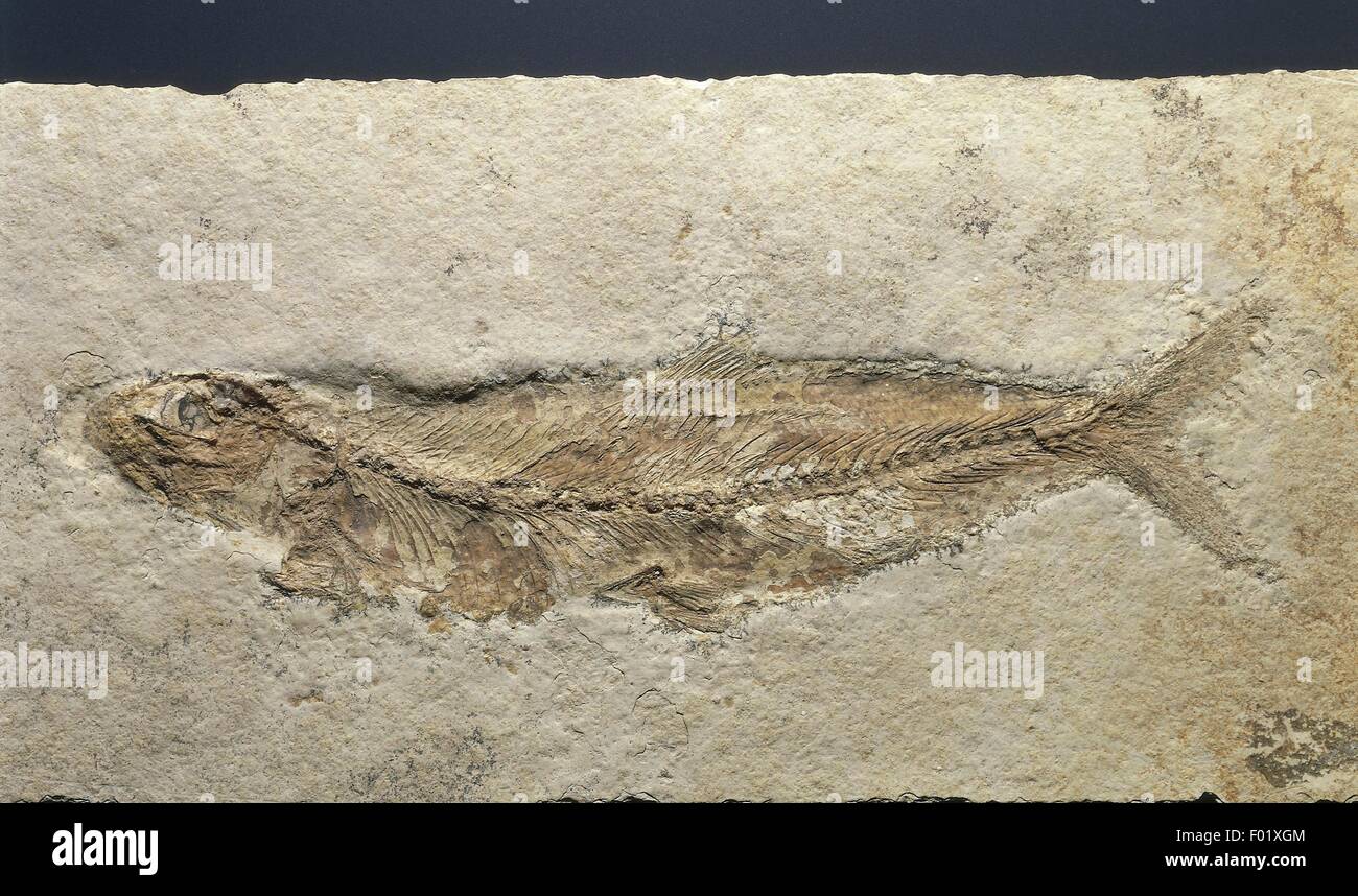 Fossils - Deuterostomia - Chordata - Actinopterygii - Leptolepis knorrii - Jurassic. Stock Photo