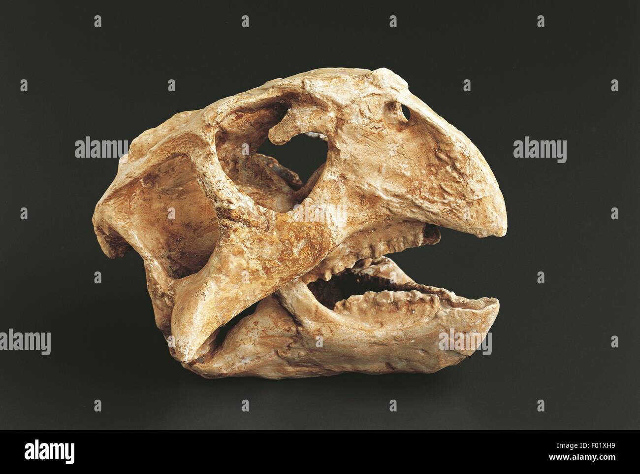 Fossils - Deuterostomia - Chordata - Reptilia - Psittacosaurus - Cretaceous - Asia. Stock Photo