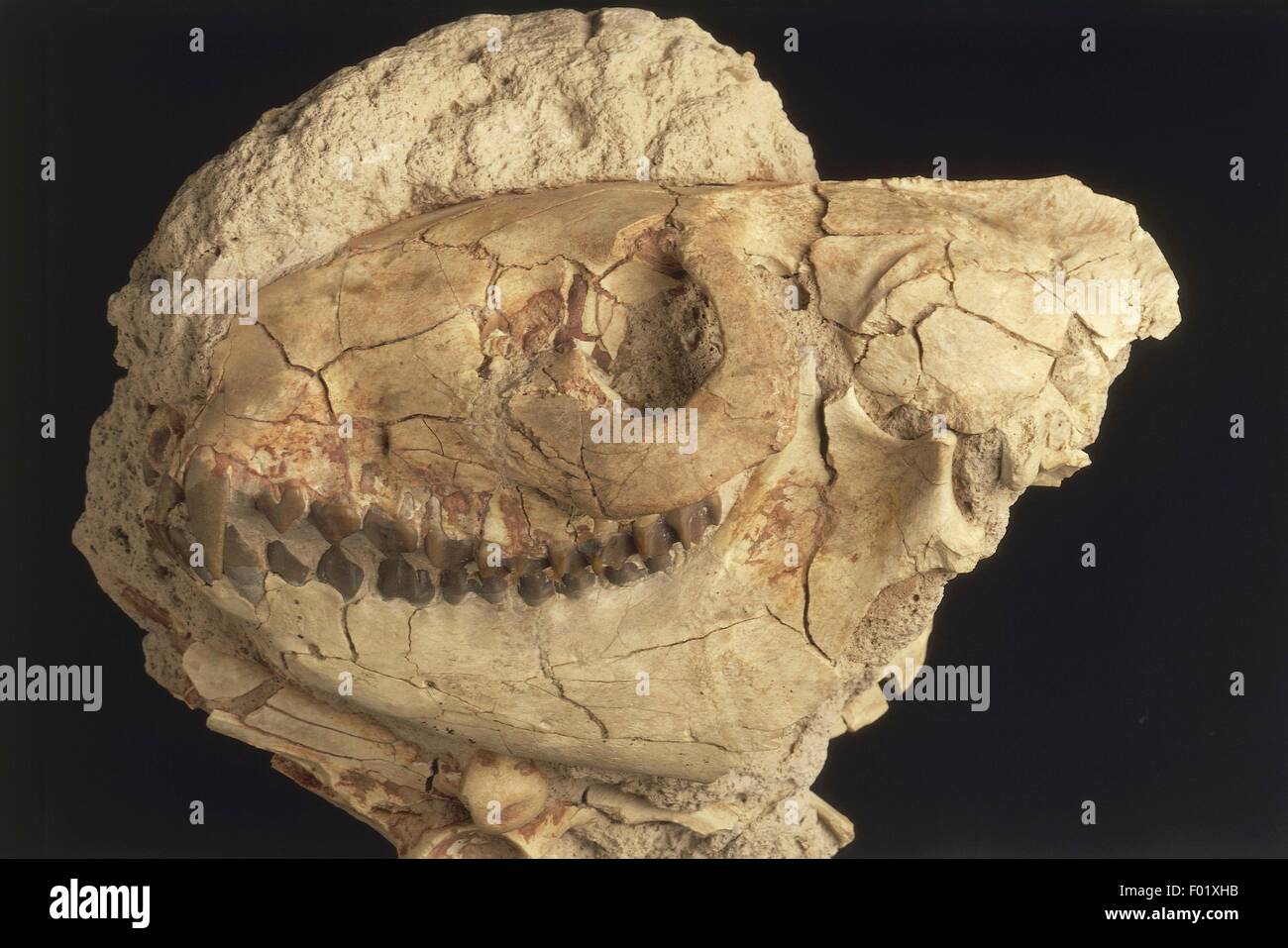 Fossils - Deuterostomia - Chordata - Mammalia - Merycoidodon - Miocene - North America. Stock Photo