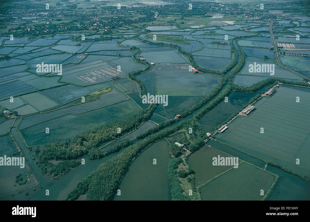Aerial view of paddy fields in the Philippines Stock Photo