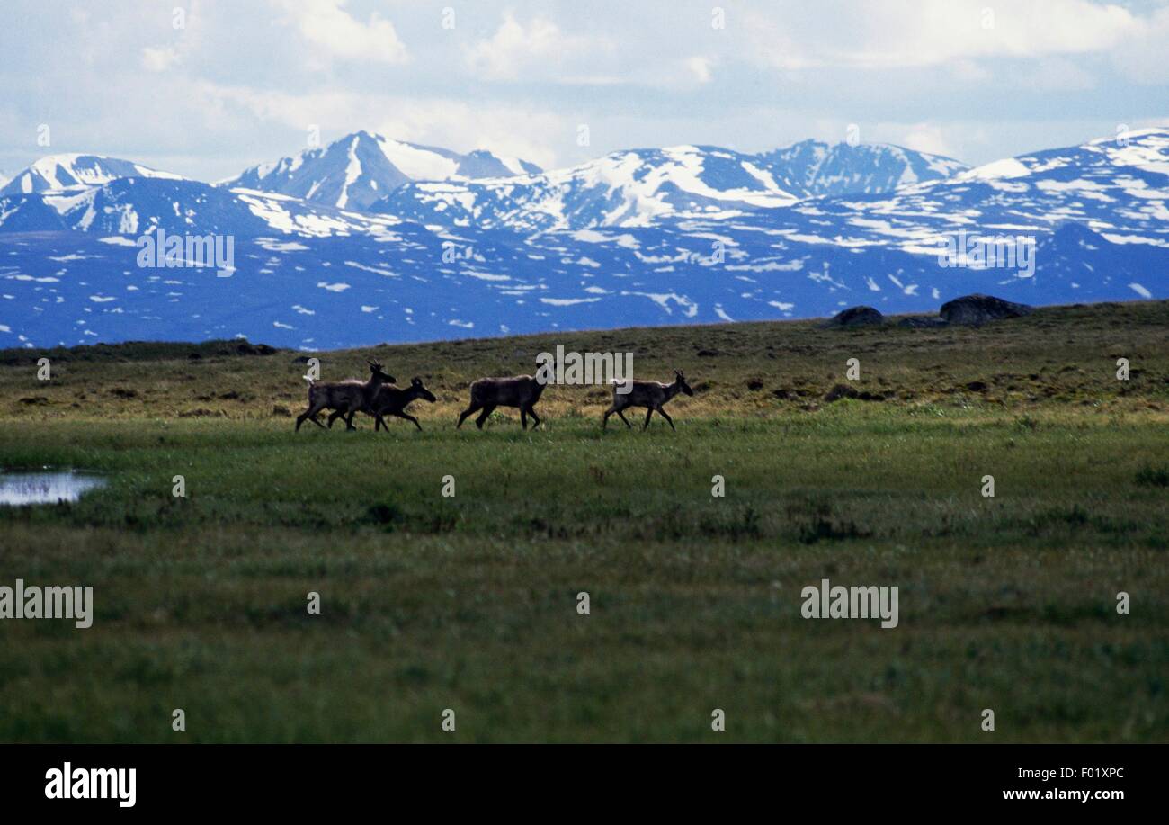 Group of caribou (Rangifer tarandus caribou), Mackenzie Mountains