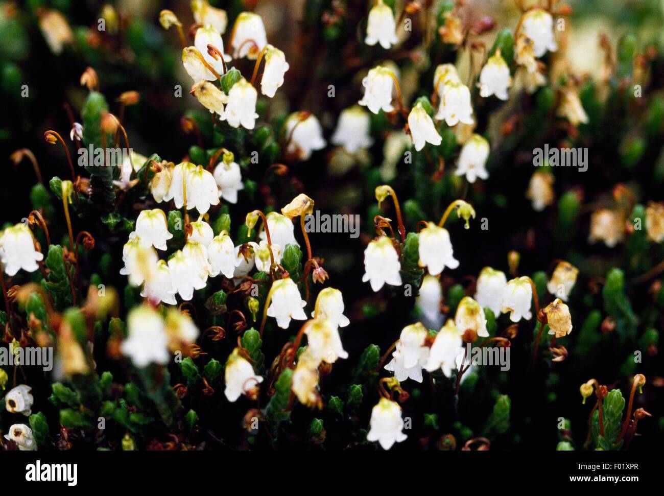 White Mountain Heather (Cassiope meryensiana), Mackenzie Mountains, Canada. Stock Photo