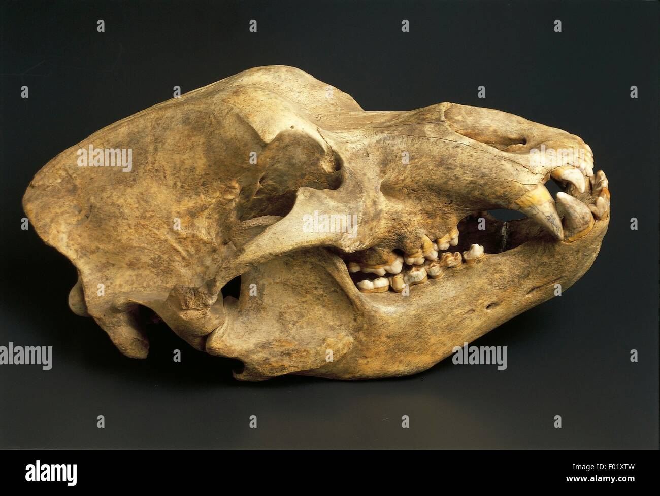 Fossils - Deuterostomia - Chordata - Mammalia - Cave bear (Ursus spelaeus) - Pleistocene - Europe. Stock Photo