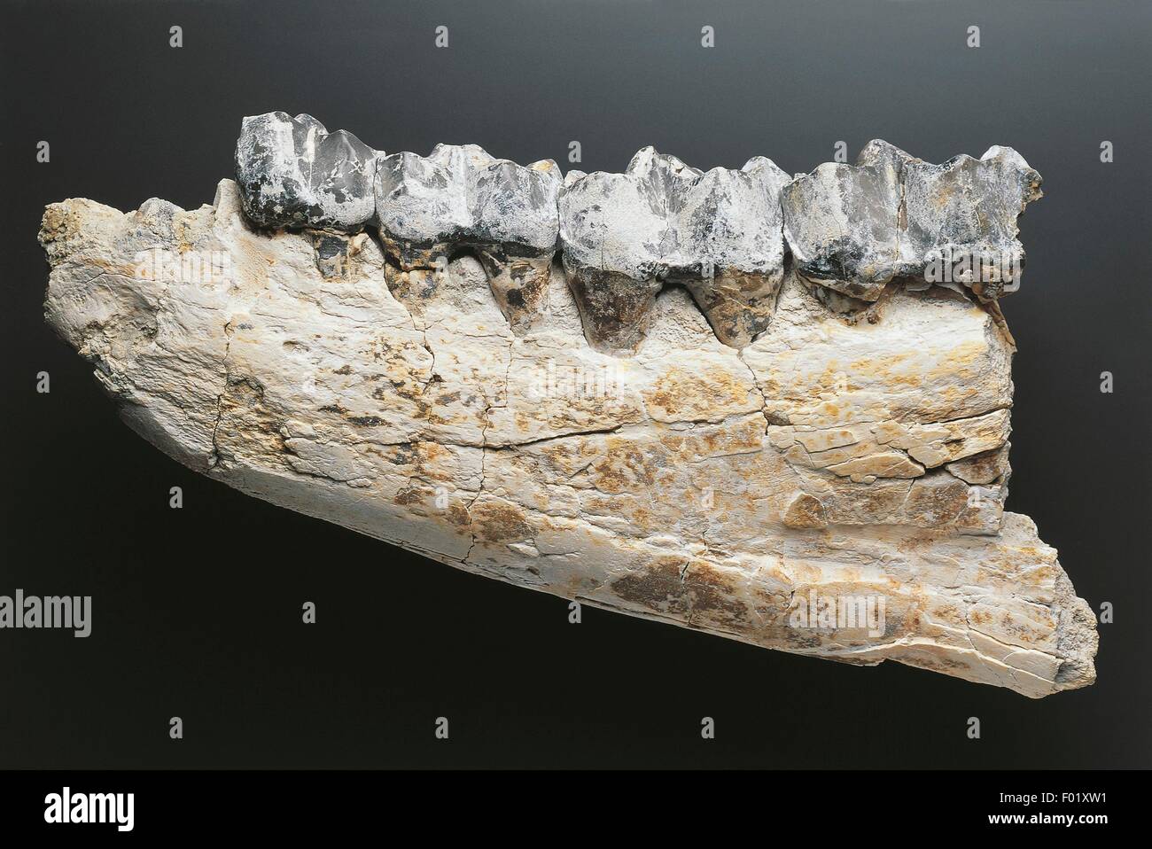 Fossils - Deuterostomia - Chordata - Mammalia - Brontotherium gigas - Oligocene - North America. Stock Photo