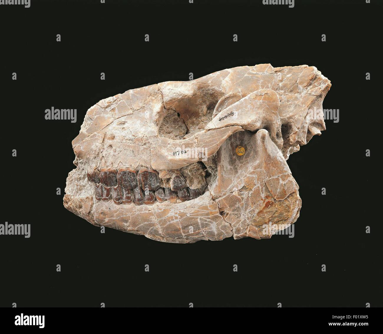 Fossils - Deuterostomia - Chordata - Mammalia - Hyracodon - Oligocene - Nord America. Stock Photo