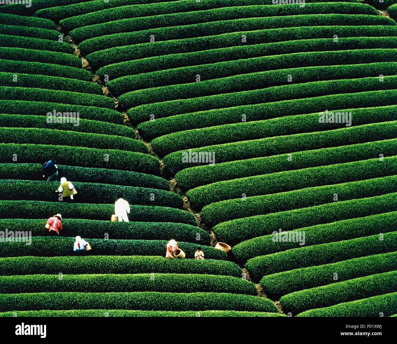 Tea plantation, Japan. Stock Photo