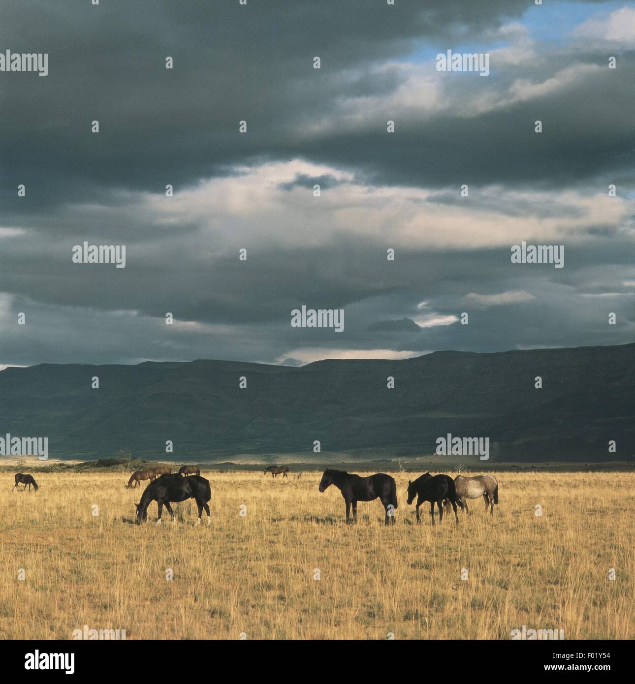 Argentina los glaciares national park wild horses in pampa stock