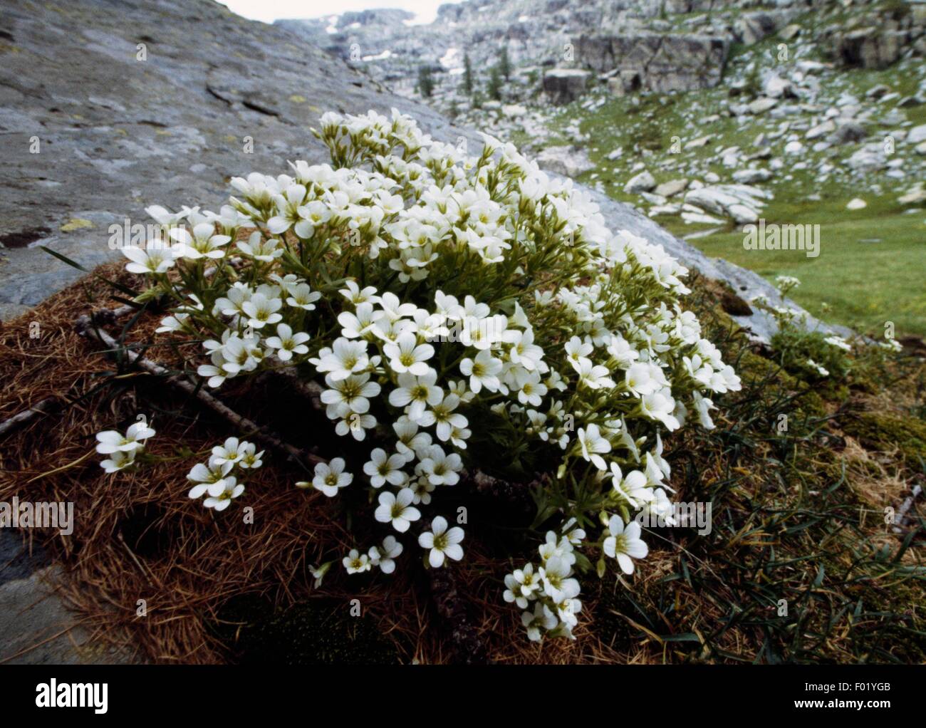 Piedmont saxifrage (Saxifraga pedemontana), Vallee des Merveilles, Mercantour National Park (Parc national du Mercantour), Alpes-Maritimes, Provence-Alpes-Cote d'Azur, France. Stock Photo