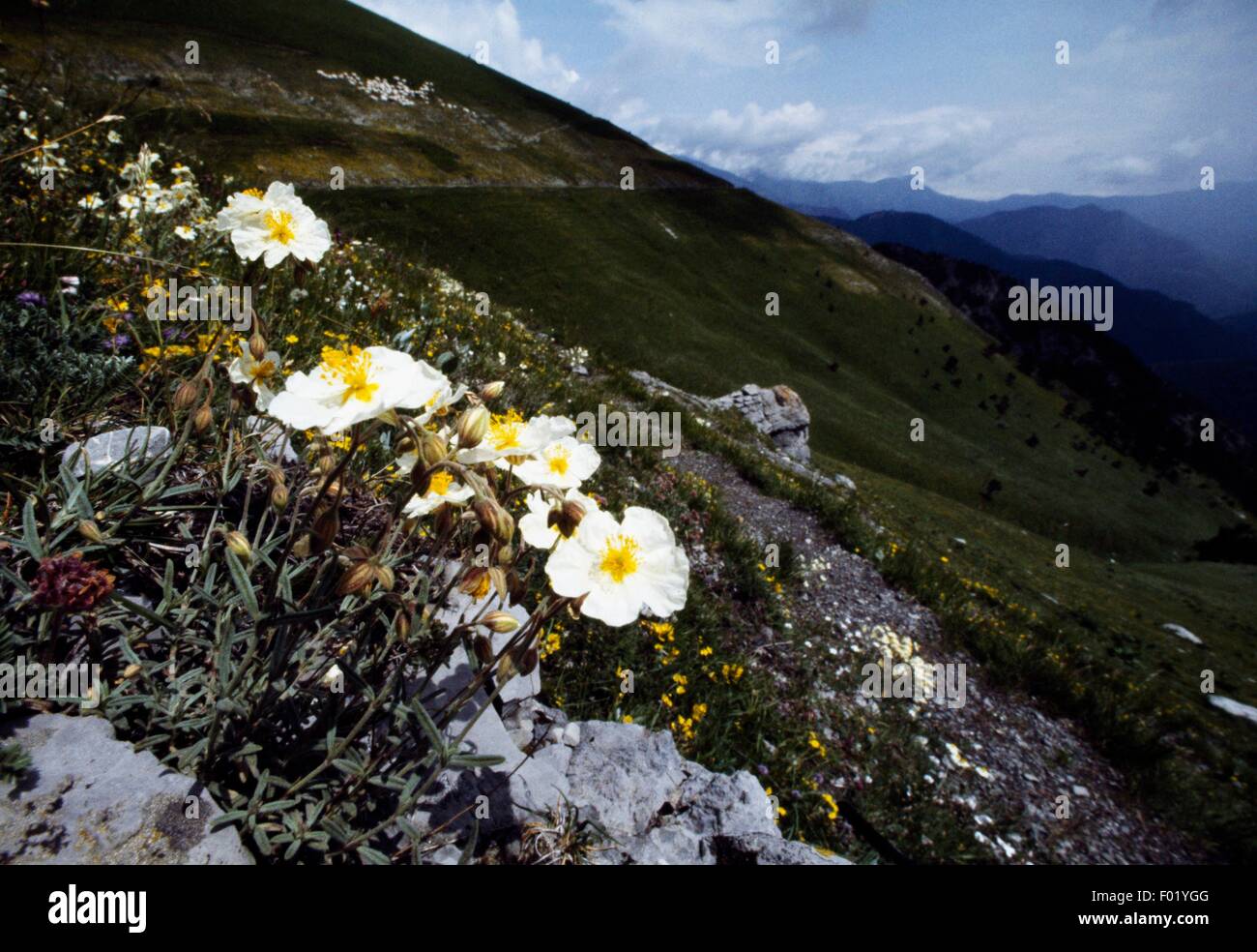 White rock rose (Helianthemum apenninum), Vallee des Merveilles, Mercantour National Park (Parc national du Mercantour), Provence-Alpes-Cote d'Azur, France. Stock Photo
