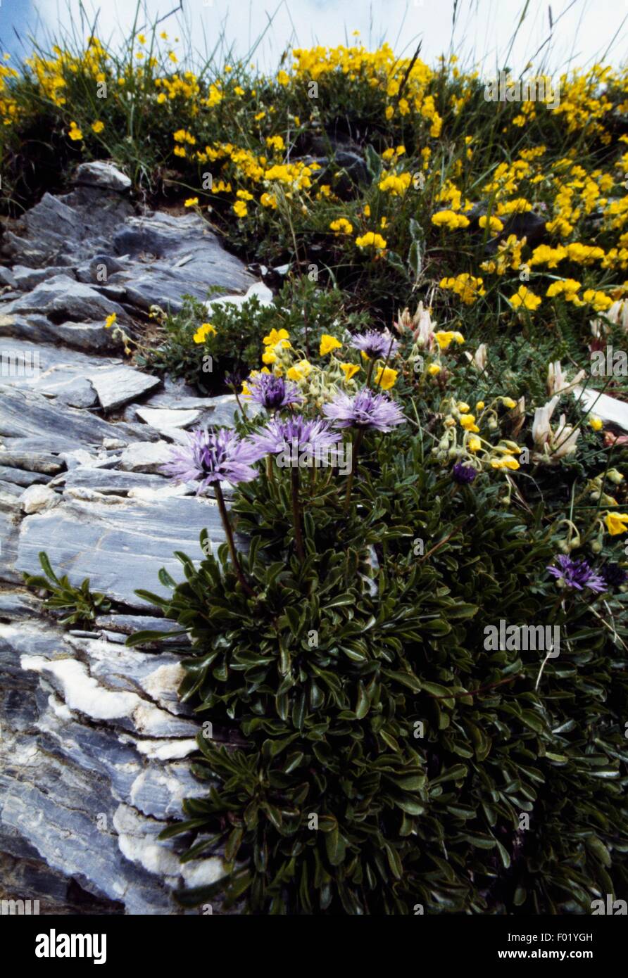 Matted globularia (Globularia repens), Vallee des Merveilles, Mercantour National Park (Parc national du Mercantour), Provence-Alpes-Cote d'Azur, France. Stock Photo