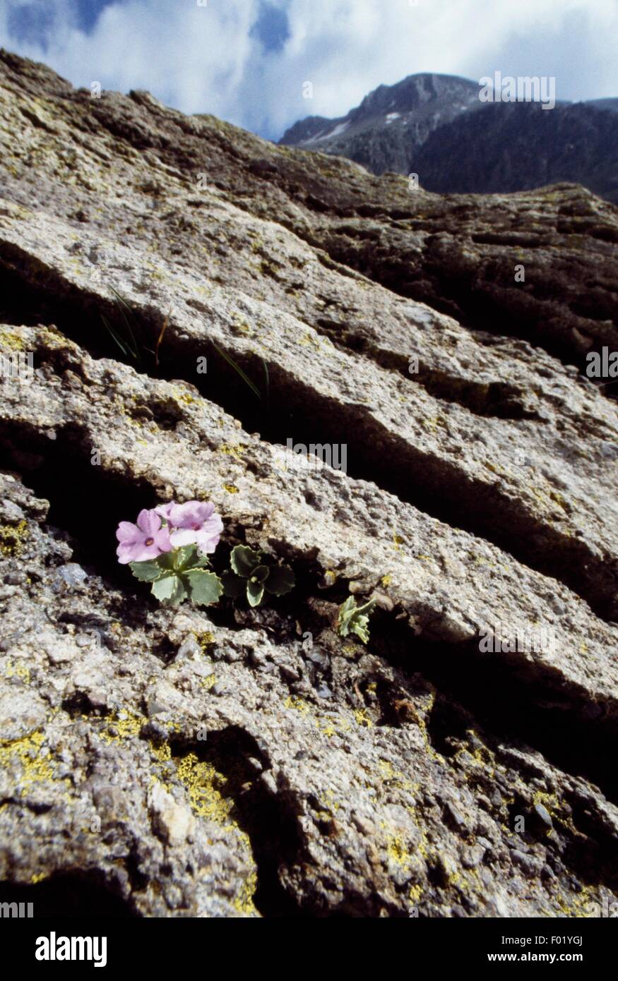 Marginate primrose (Primula marginata Curtis), Vallee des Merveilles, Mercantour National Park (Parc national du Mercantour), Provence-Alpes-Cote d'Azur, France. Stock Photo