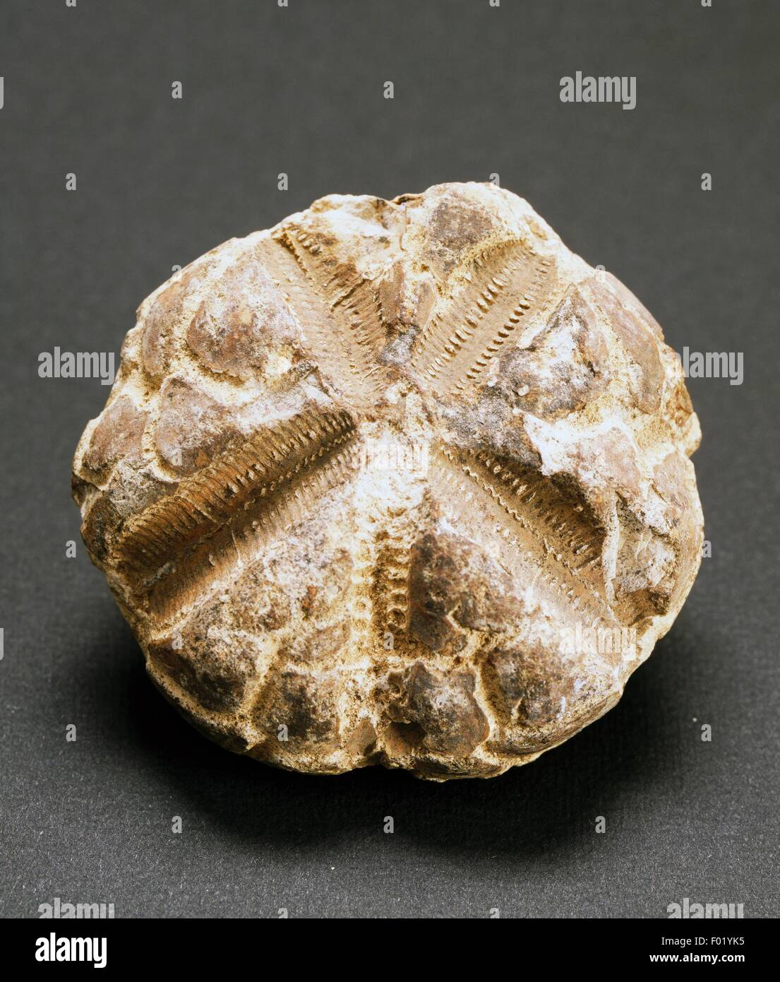 Sea urchin fossil, Echinoidea, Monte Loffa, Late Cretaceous Stock Photo