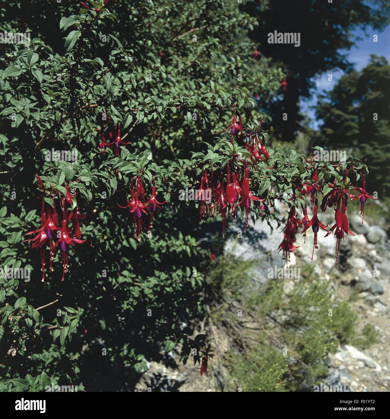 Argentina, Patagonia, Nahuel Huapi National Park, Onagraceae, Hardy fuchsia (Fuchsia magellanica) Stock Photo