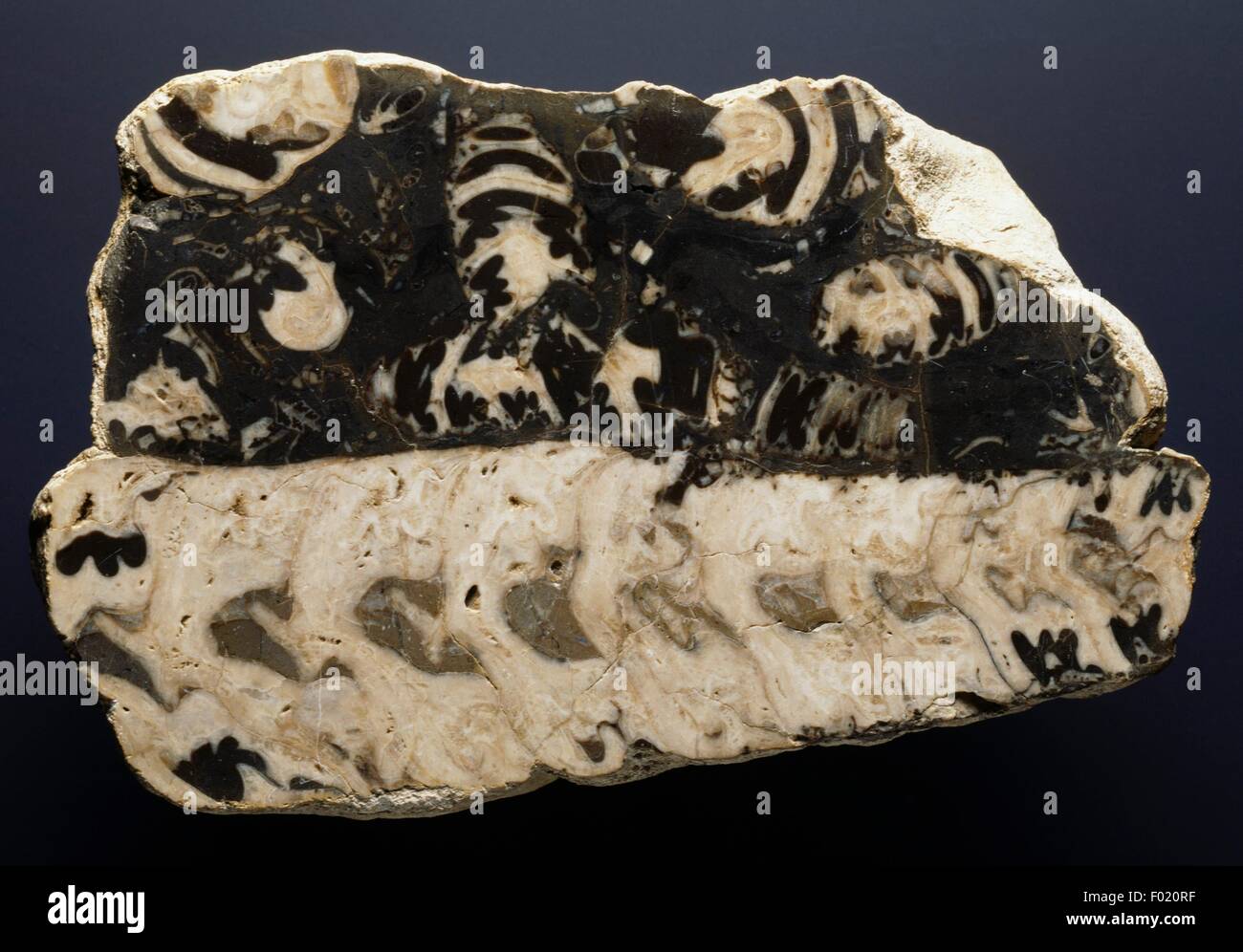 Fossil Limestone, Cretaceous Stock Photo Alamy