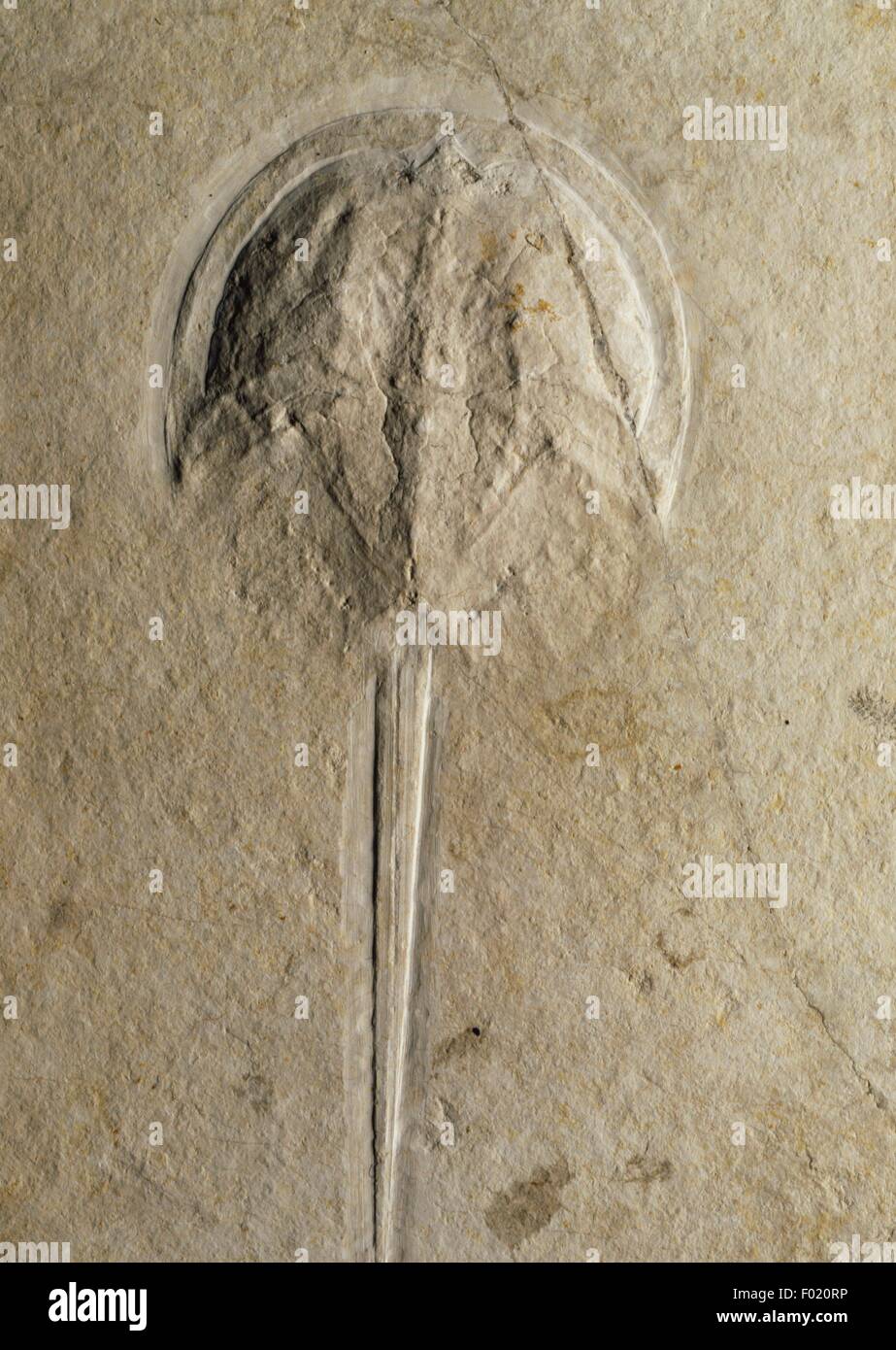 Fossil of Mesolimulus walchi, Arthropoda, Late Jurassic. Stock Photo