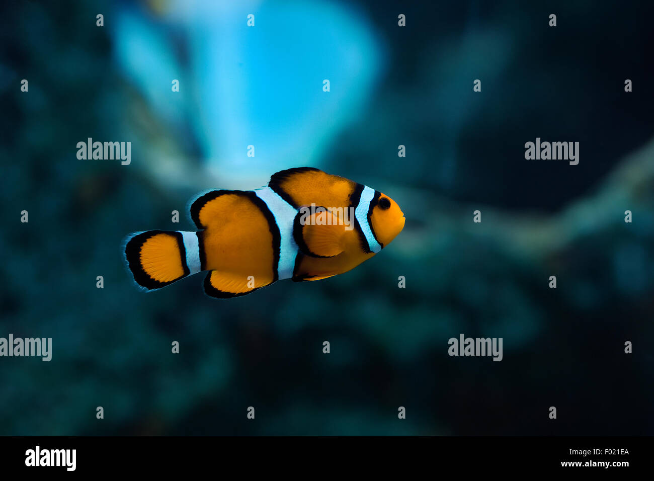 single clown fish in an aquarium Stock Photo