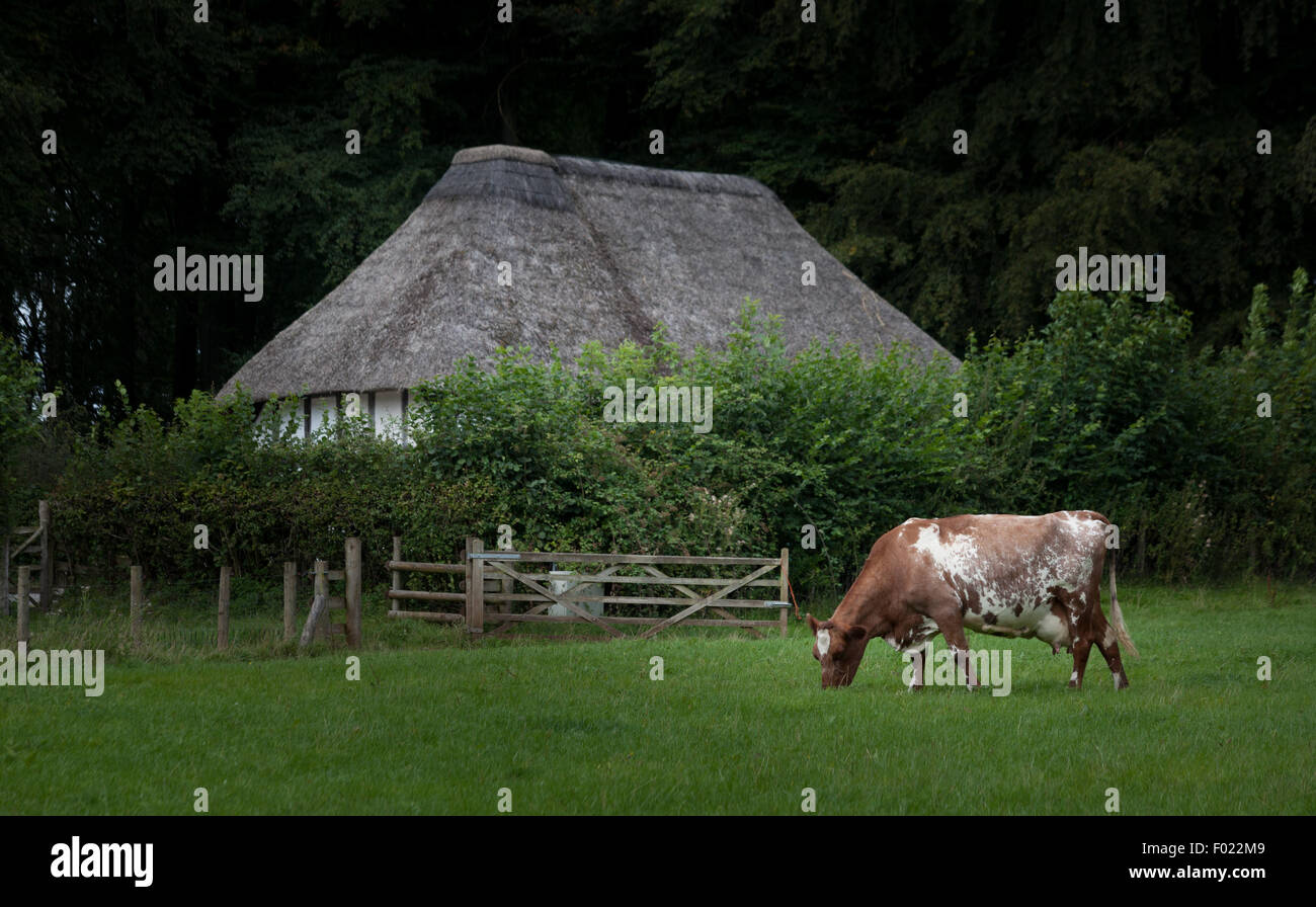 Ayrshire dairy cow grazing near an old thatched cottage in St.Fagans National history museum, south Wales. Stock Photo