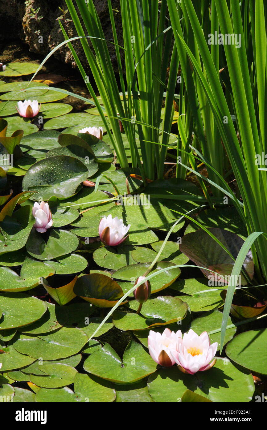 The European white waterlily (Nymphaea alba) also known as white lotus, white water rose or nenuphar, in a public garden pond Stock Photo