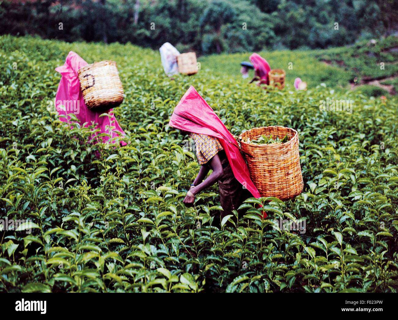 Farmers with wicker basket harvesting tea, Nuwara Eliya, Sri Lanka
