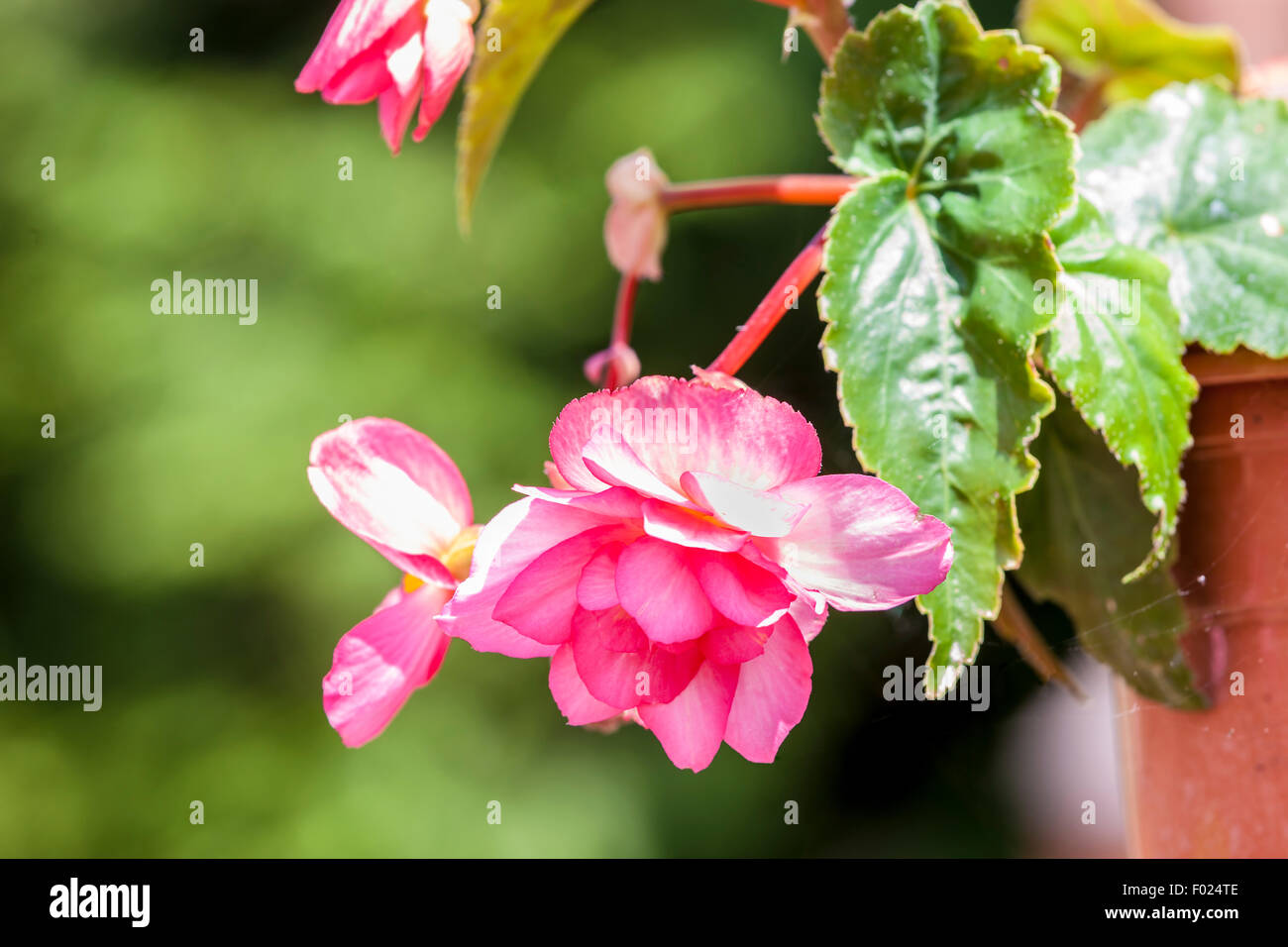 Pink trailing  Begonia x tuberhybrida in a hanging basket. Stock Photo