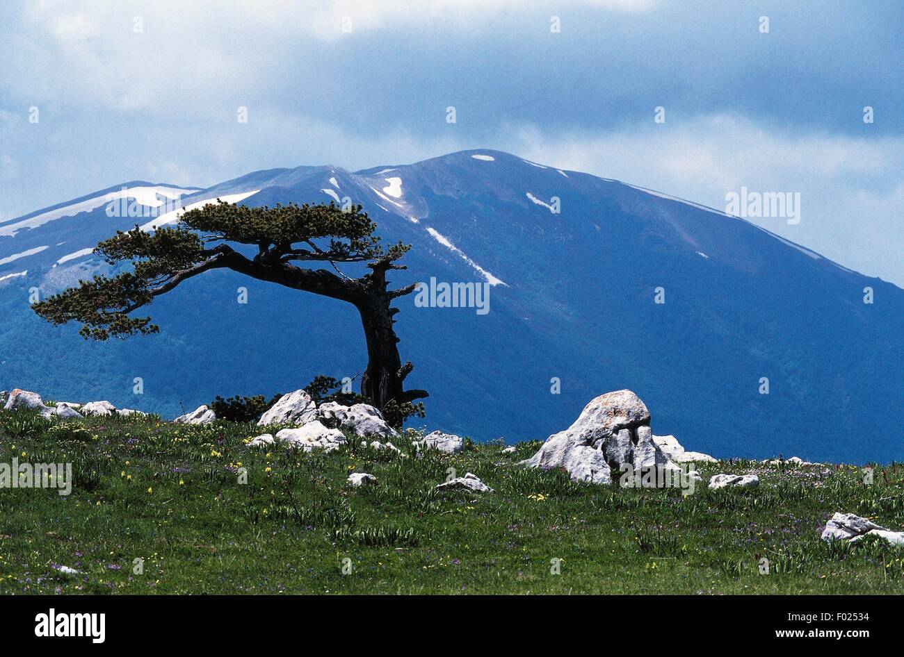 Bosnian Pine (Pinus heldreichii), Pollino Plain, Pollino National Park, Basilicata, Italy. Stock Photo